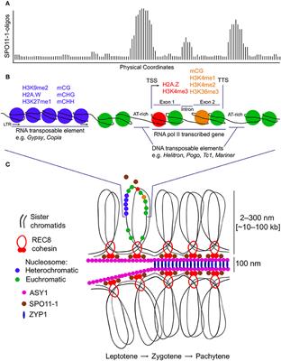 Hotspots for Initiation of Meiotic Recombination Biology Diagrams